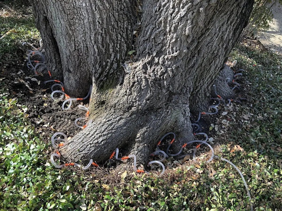 Detailed Tree Cabling and Bracing job site in Jennerstown