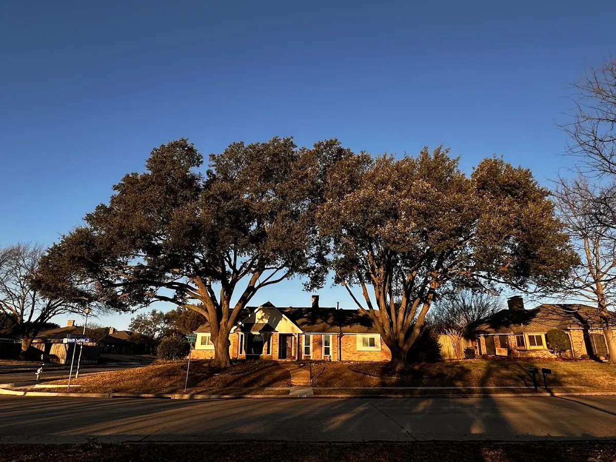 Established residential canopy tree shading a home in Jennerstown